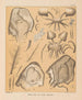 La fauna delle grotte del Nord America Pl 21 - Alpheus Spring Packard — vista dell’opera