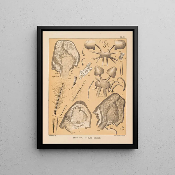 Alpheus Spring Packard - The cave fauna of North America Pl 21.webp