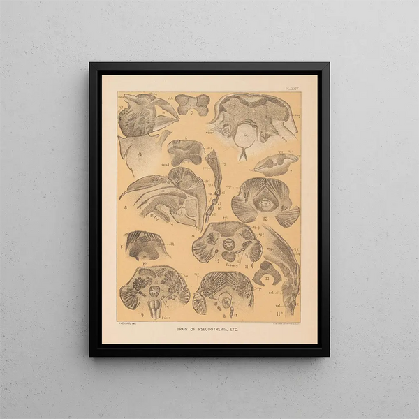 Alpheus Spring Packard - The cave fauna of North America Pl 24.webp