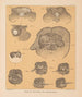 La fauna delle grotte del Nord America Pl 25 - Alpheus Spring Packard — vista dell’opera