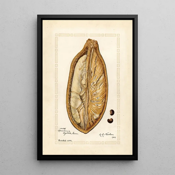 Amanda Almira Newton - Adansonia digitata.webp