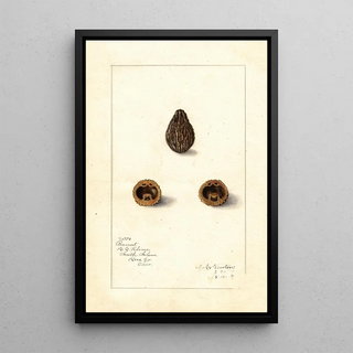 Amanda Almira Newton - Arachis.webp