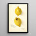 Citrus aurantiifolia - Amanda Almira Newton — quadro incorniciato alla parete
