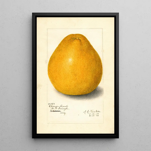 Amanda Almira Newton - Citrus grandis Chinese.webp