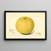 Citrus paradisi Davis Seedless - Amanda Almira Newton — gerahmtes Bild an der Wand
