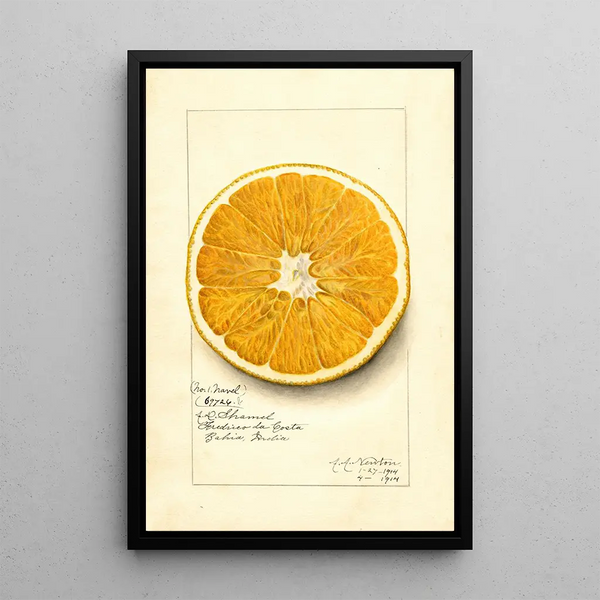 Reproduktion des Gemäldes Citrus paradisi Navel - Amanda Almira Newton