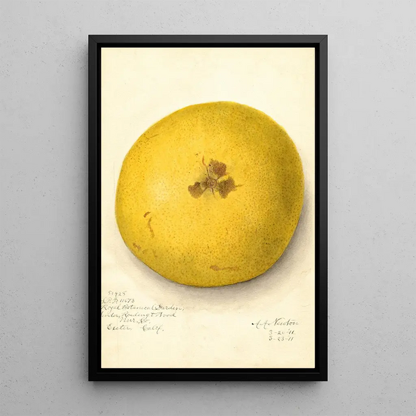 Citrus paradisi - Amanda Almira Newton — gerahmtes Bild an der Wand