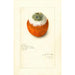 Citrus sinensis - Amanda Almira Newton — Ansicht des Kunstwerks