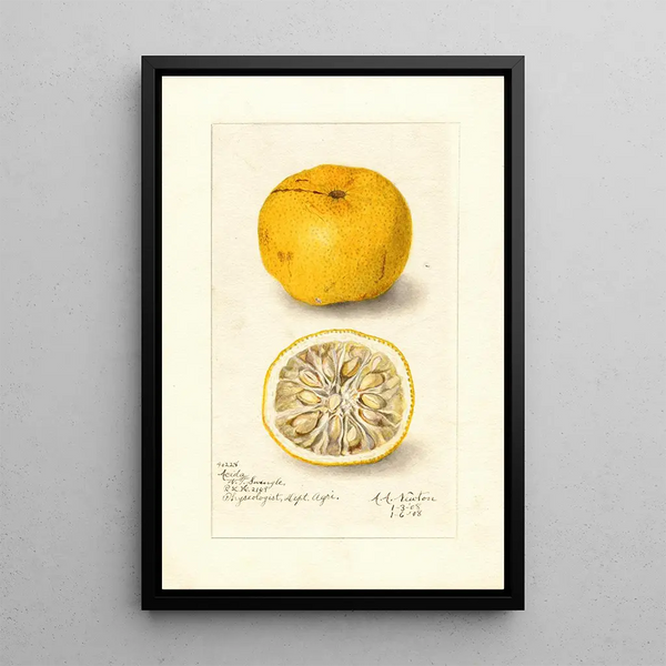 Reproduktion des Gemäldes Citrus sinensis Acida - Amanda Almira Newton