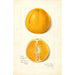 Citrus sinensis True Eureka - Amanda Almira Newton — vista dell’opera