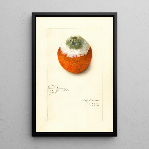 Citrus sinensis - Amanda Almira Newton — gerahmtes Bild an der Wand