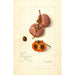 Reproduktion des Gemäldes Diospyros Josephine - Amanda Almira Newton