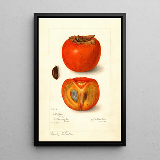 Amanda Almira Newton - Diospyros Lone Star.webp