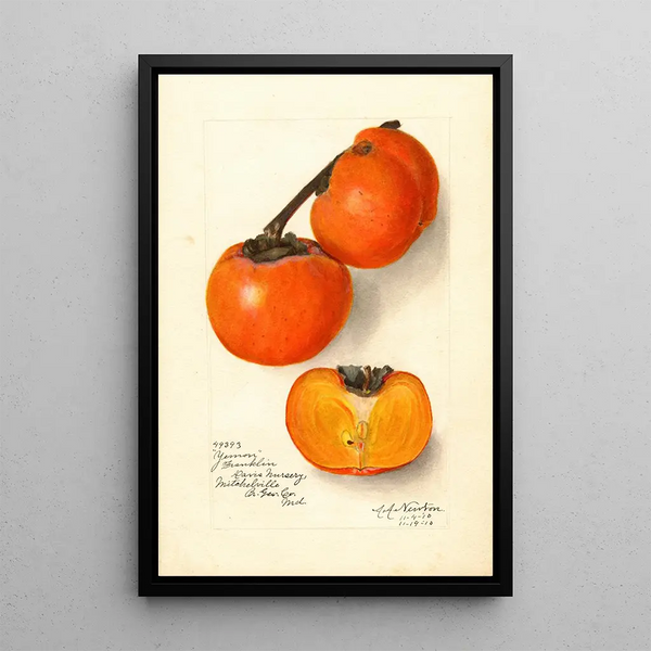 Diospyros Yemon - Amanda Almira Newton — gerahmtes Bild an der Wand