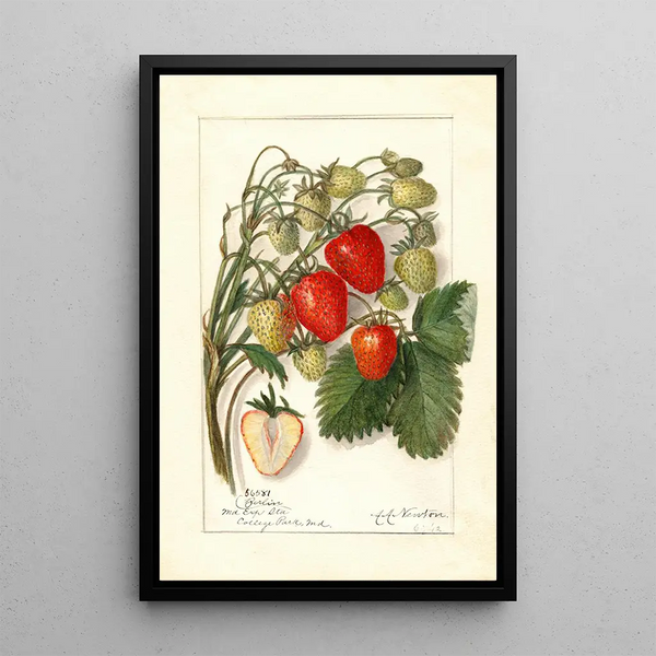Reproduktion des Gemäldes Fragaria Berlin - Amanda Almira Newton