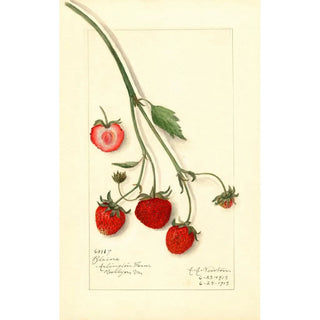 Amanda Almira Newton - Fragaria Blaine.webp