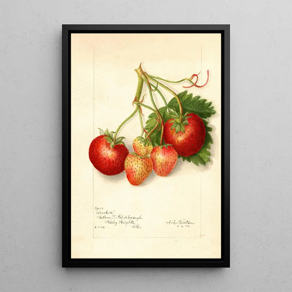 Reproduktion des Gemäldes Fragaria Brackett - Amanda Almira Newton