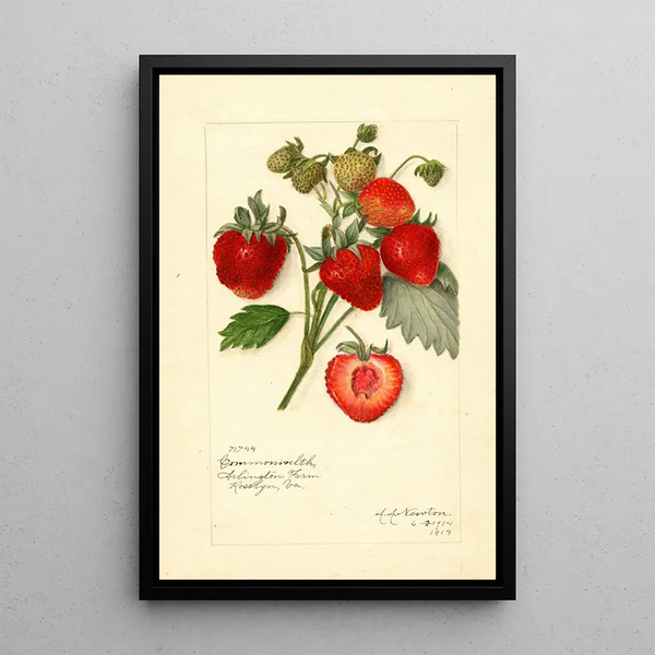 Reproduktion des Gemäldes Fragaria Commonwealth - Amanda Almira Newton