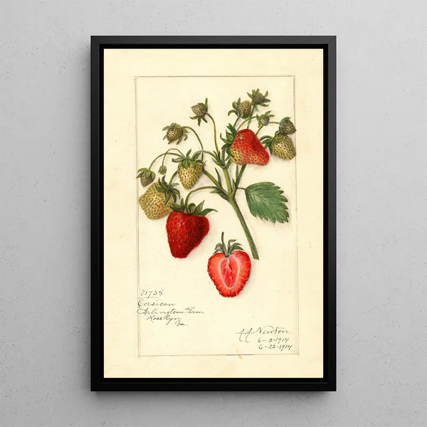 Reproduktion des Gemäldes Fragaria Korsika - Amanda Almira Newton