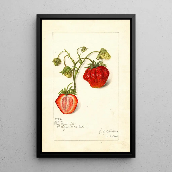 Fragaria Dew - Amanda Almira Newton — quadro incorniciato alla parete