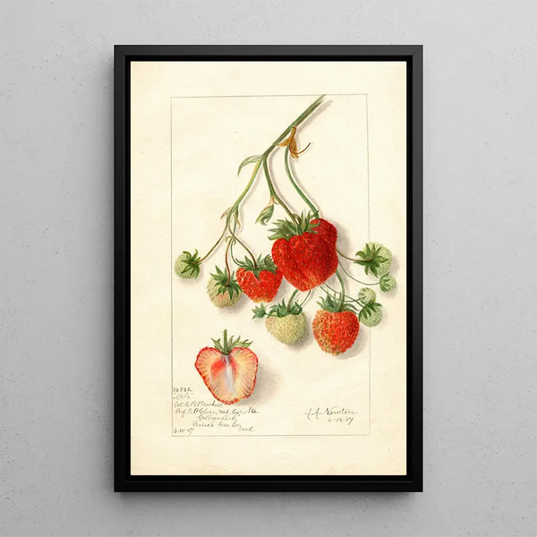 Fragaria Dole - Amanda Almira Newton — quadro incorniciato alla parete