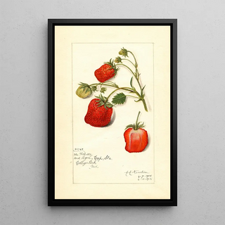 Amanda Almira Newton - Fragaria La Follette.webp