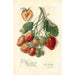 Fragaria Marshall - Amanda Almira Newton — Ansicht des Kunstwerks