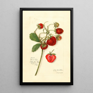 Amanda Almira Newton - Fragaria Ohio Bay.webp