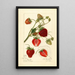 Riproduzione del dipinto Fragaria Pearl - Amanda Almira Newton