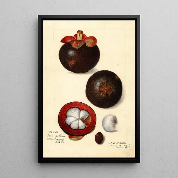 Riproduzione del dipinto Garcinia mangostana - Amanda Almira Newton