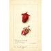 Hibiscus sabdariffa Roselle - Amanda Almira Newton — Ansicht des Kunstwerks
