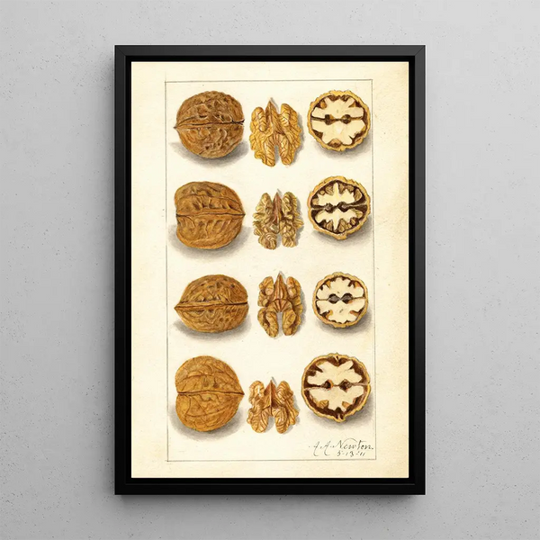Juglans - Amanda Almira Newton — quadro incorniciato alla parete