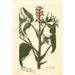 Juglans ailantifolia - Amanda Almira Newton — vista dell’opera