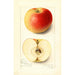 Malus domestica Banana - Amanda Almira Newton — Ansicht des Kunstwerks