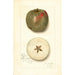 Malus domestica Ben Cap - Amanda Almira Newton — vista dell’opera