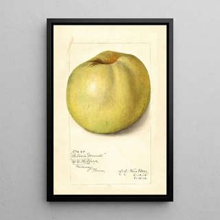 Amanda Almira Newton - Malus domestica Gloria Mundi.webp