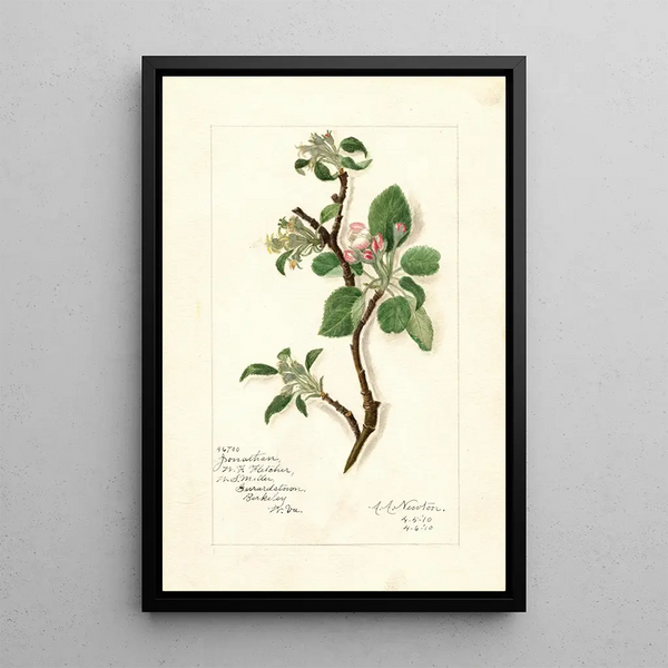 Riproduzione del dipinto Malus domestica Jonathan - Amanda Almira Newton