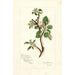Riproduzione del dipinto Malus domestica Jonathan - Amanda Almira Newton