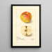 Reproduktion des Gemäldes Malus domestica Lady Blush - Amanda Almira Newton