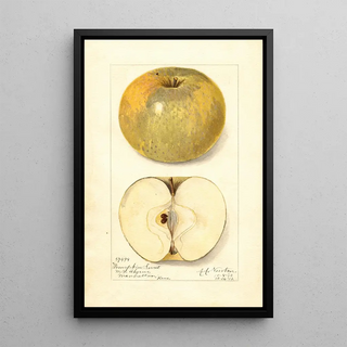 Amanda Almira Newton - Malus domestica Pumpkin Sweet.webp