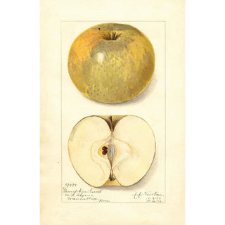 Amanda Almira Newton - Malus domestica Pumpkin Sweet.webp