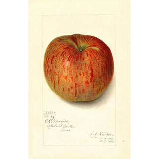 Amanda Almira Newton - Malus domestica Twenty Ounce.webp