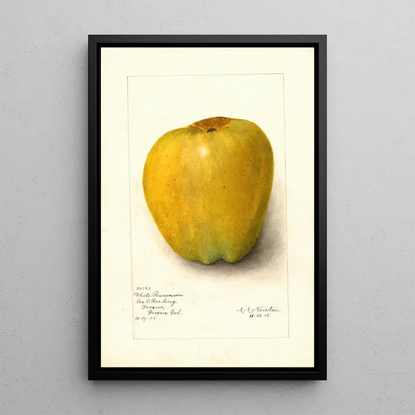 Malus domestica White Pearmain - Amanda Almira Newton — quadro incorniciato alla parete