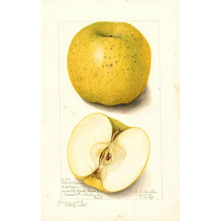 Amanda Almira Newton - Malus domestica White Pippin.webp
