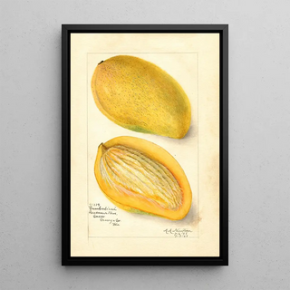 Amanda Almira Newton - Mangifera indica Cambodiana.webp