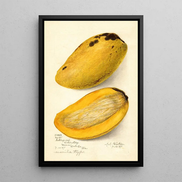 Riproduzione del dipinto Mangifera indica No - Amanda Almira Newton