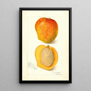 Amanda Almira Newton - Mangifera indica Peters No.webp