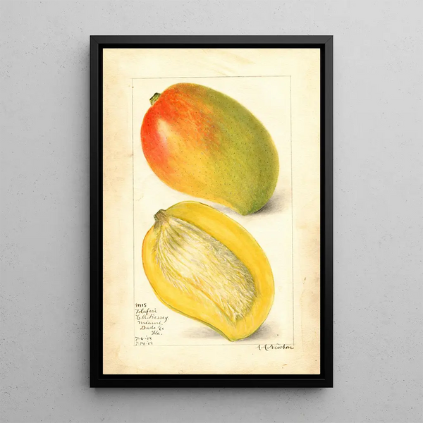 Riproduzione del dipinto Mangifera indica Totafari - Amanda Almira Newton