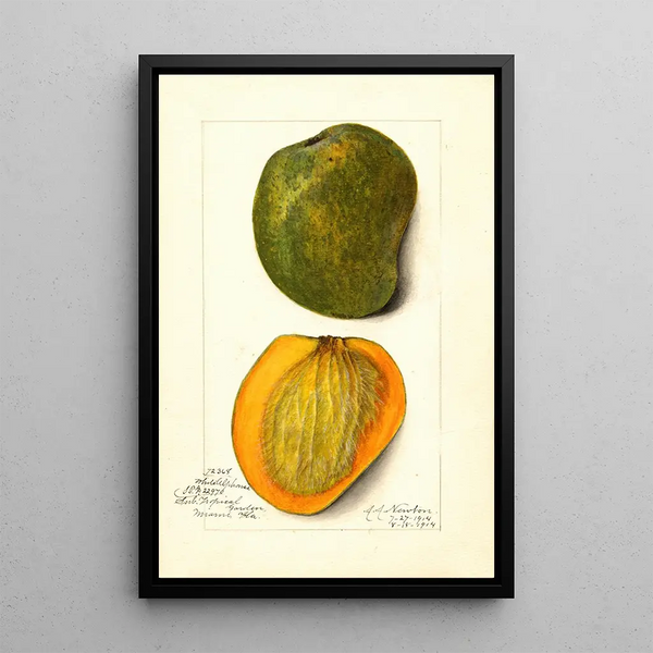 Mangifera indica White Alphonse - Amanda Almira Newton — quadro incorniciato alla parete