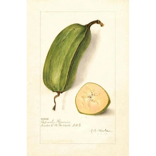 Amanda Almira Newton - Musa Popoulu Hawaii.webp